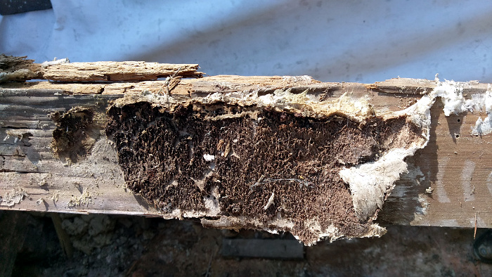 Dry Rot Fruiting Body